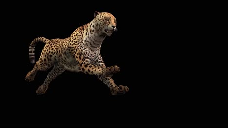 A-cheetah-running-on-black-background-with-alpha-channel-included-at-the-end-of-the-video,-3D-animation,-perspective-view,-animated-animals,-seamless-loop-animation