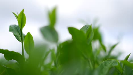 Close-up-view-of-a-beautiful-green-tea-plant-with-vibrant-leaves