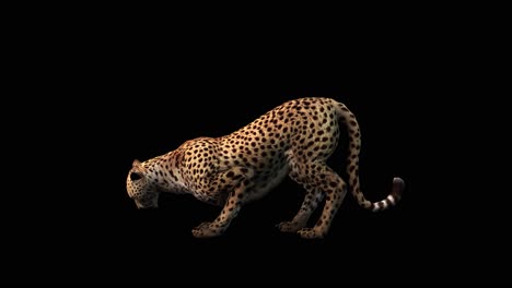A-cheetah-eating-on-black-background-with-alpha-channel-included-at-the-end-of-the-video,-3D-animation,-side-view,-animated-animals,-seamless-loop-animation