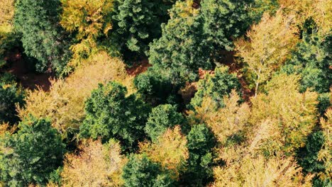 Luftaufnahme-Von-Oben-Nach-Unten-Mit-Blick-Auf-Den-Wunderschönen-Herbstlichen-Bergwald,-Langsamer-Flug,-4k