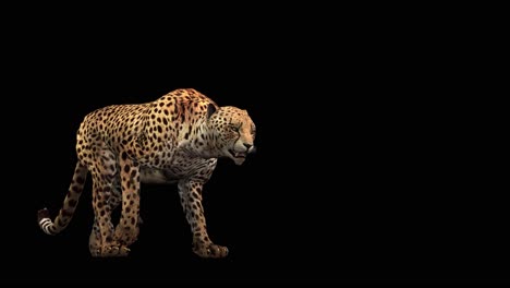 A-cheetah-walking-on-black-background-with-alpha-channel-included-at-the-end-of-the-video,-3D-animation,-perspective-view,-animated-animals,-seamless-loop-animation