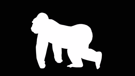 A-gorilla-walking-on-black-background-with-alpha-channel-included-at-the-end-of-the-video,-3D-animation,-side-view,-animated-animals,-seamless-loop-animation