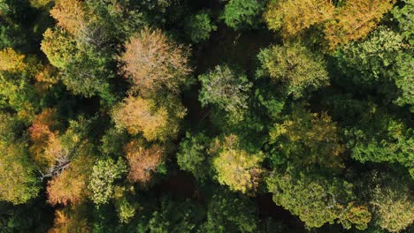 Luftaufnahme-Von-Oben-Nach-Unten-über-Den-Wunderschönen-Herbstlichen-Bergwald,-Langsamer-Flug,-4k