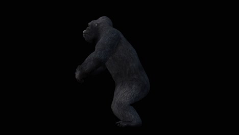 A-gorilla-howling-on-black-background-with-alpha-channel-included-at-the-end-of-the-video,-3D-animation,-side-view,-animated-animals,-seamless-loop-animation