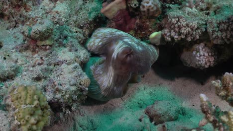 Reef-Octopus-hiding-between-rocks-on-coral-reef-in-the-Red-Sea