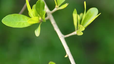 Slow-Motion-Close-Up-of-Green-Jungle-Plant-in-Goa,-India