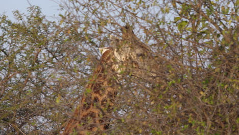 Nahaufnahme-Einer-Giraffe,-Die-In-Die-Kamera-Starrt-Und-Dann-Im-Krüger-Nationalpark-In-Südafrika-Davonläuft
