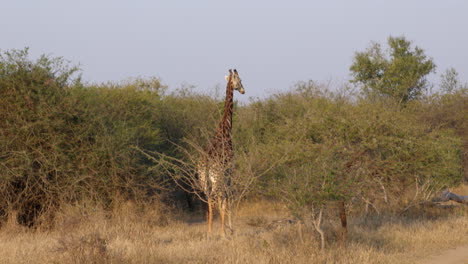 Very-big-and-elegant-giraffe-walking-away-in-the-savanna-of-the-Kruger-National-Park,-in-South-Africa
