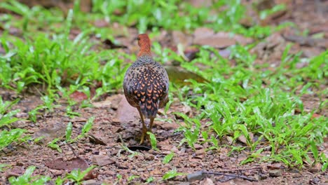 Foraging-for-some-food-on-the-forest-ground-then-runs-away-to-the-left,-Ferruginous-Partridge-Caloperdix-oculeus