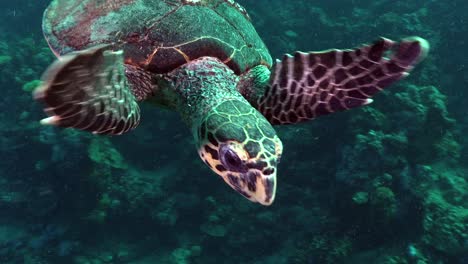 Eine-Karettschildkröte,-Die-Ganz-Nah-Vor-Der-Kamera-Im-Roten-Meer-Vorbeizieht