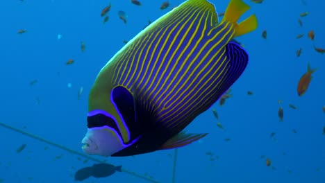 Emperor-Angelfish-swimming-in-blue-water-in-the-Red-Sea