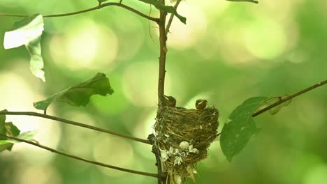 Two-babies-seen-sticking-there-heads-out-waiting-for-the-parents-to-come-and-feed,-very-windy-forest,-Black-naped-Blue-Flycatcher-Hypothymis-azurea,-Thailand