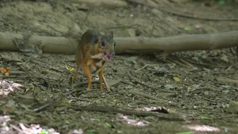 Camera-zooms-out-revealing-this-deer-feeding-on-the-ground-and-shaking-its-legs-as-seen-in-the-forest,-Lesser-Mouse-Deer-Tragulus-kanchil,-Thailand