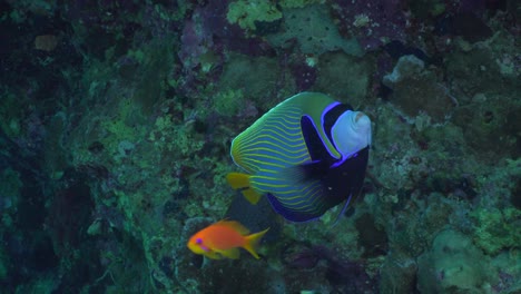 Emperor-Angelfish-swimming-along-coral-reef