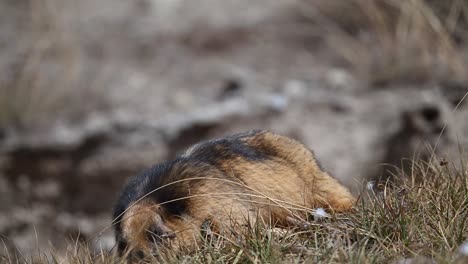The-long-tailed-marmot-or-golden-marmot-feeding