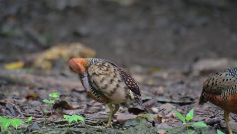 Male-and-female-seen-together-as-the-other-pushes-and-the-other-preens-then-go-away-to-the-right-respectively,-Ferruginous-Partridge-Caloperdix-oculeus,-Thailand