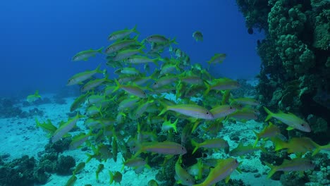 Eine-Gruppe-Gelbschwanzschnapper-Schwimmt-Gemeinsam-Im-Roten-Meer