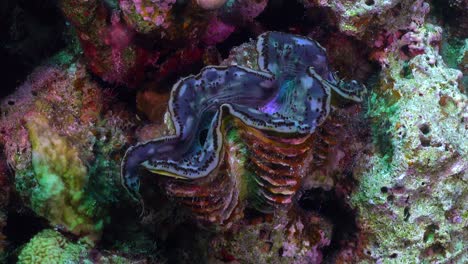 Riesige-Blaue-Muschel-Aus-Nächster-Nähe-Am-Korallenriff-Im-Roten-Meer