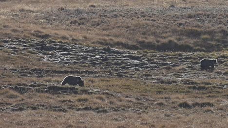 Himalayan-brown-bear-grazing-in-Deosai-national-park