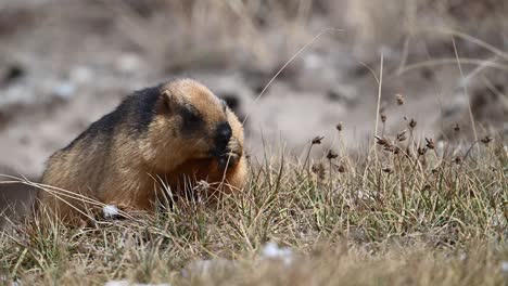 Closeup-up-of-Golden-Marmot-or-Long-tailed-Marmot-Feeding