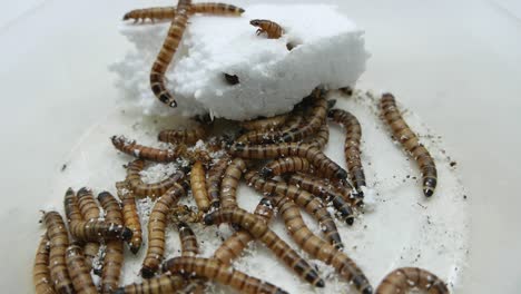 Giant-Mealworms-also-known-as-Morios,-the-larvae-of-the-Darkling-Beetle,-feeding-on-polystyrene