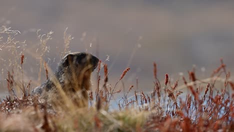 Closeup-of-Golden-marmot-in-Habitat