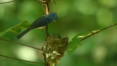 Seen-pushing-the-moth-in-the-mouth-of-each-nestling-for-one-to-eat-it-then-flies-away-with-a-fecal-sac,-Black-naped-Blue-Flycatcher-Hypothymis-azurea,-Thailand