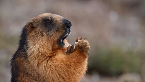 The-Golden-Marmot-eating-trash-left-over-by-Tourist