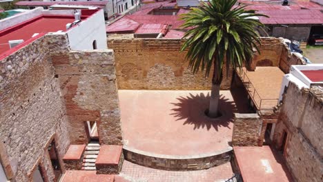 Palm-tree-with-a-top-view-and-at-the-end-open-in-Parral-Chihuahua-Mexico