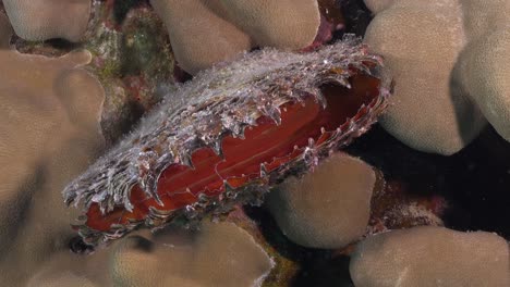 Concha-Roja-Muy-Cerca-Del-Arrecife-De-Coral-En-El-Mar-Rojo