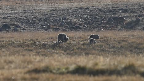 Himalayan-brown-bear-with-Cubs-grazing-in-Deosai-national-park