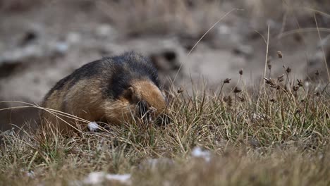 The-long-tailed-marmot-or-golden-marmot-feeding