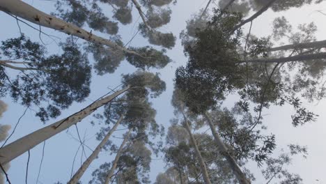 Waldplantage-In-Uruguay