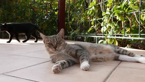 Domestic-cat-stretched-out-on-tiles-in-the-shade