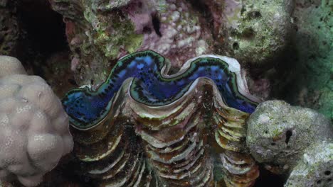 Riesige-Blaue-Muschel-Aus-Nächster-Nähe-An-Tropischen-Korallen-Im-Roten-Meer