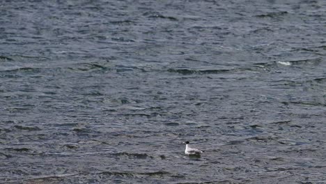 Pallas's-gull-in-River-at-4100-meter-Elevation