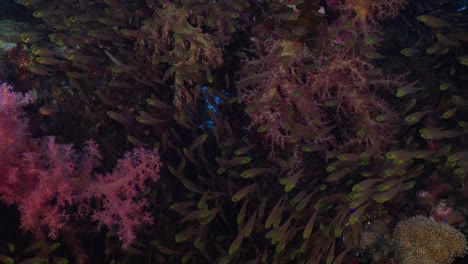 Viele-Glasfische-Schwimmen-Am-Korallenriff-Mit-Rosa-Weichkorallen-Im-Roten-Meer