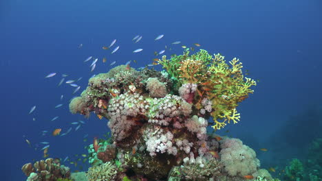 Red-Sea-reef-fishes-swimming-over-colorful-coral-bommi-with-blue-ocean-in-background