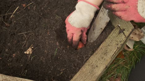 Gardener-planting-a-tulip-bulb-in-the-soil-slow-motion-4k