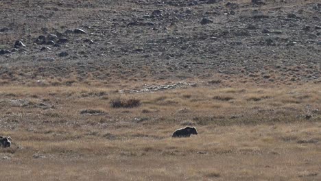 Himalayan-brown-bear-with-Cubs-grazing-in-Deosai-national-park