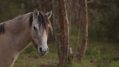 Pferde-Weiden-In-Der-Uruguayischen-Landschaft,-Wild-Und-Frei-In-Seinem-Lebensraum