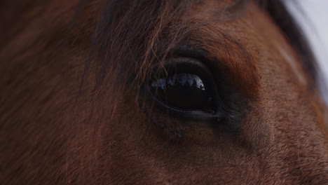 Horse-eye,-macro-close-up,-eye-reflection.-Expression