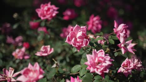Rosa-Blumen-An-Heißen,-Sonnigen-Sommertagen