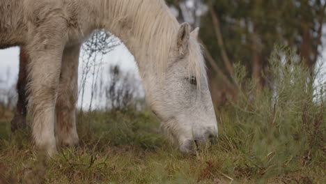 Two-horses-pasturing-in-the-Uruguayan-countryside,-wild-and-free-in-his-habitat