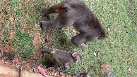 Macaco-Bebé-Enérgico