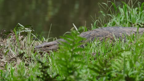 Seen-near-the-water-with-its-body-buried-in-the-grass-to-hide-while-a-dragonfly-flew-around,-Water-Monitor-Varanus-salvator,-Thailand