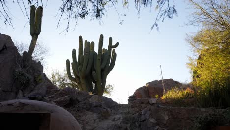 Cactus-Gigante-Argentino,-Echinopsis-Candicans,-Norte-De-Argentina