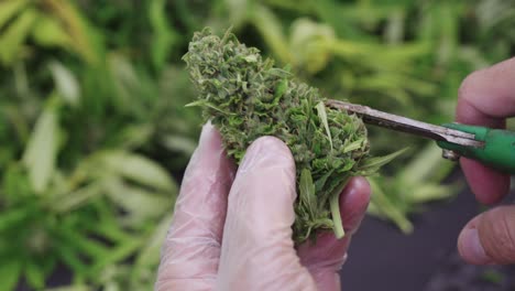 Harvesting-CBD-medical-cannabis-with-globes,-close-up-of-buds