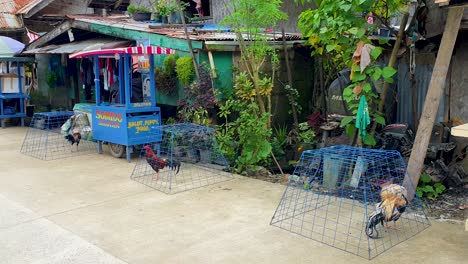 A-row-of-roosters-in-cages-on-streets-of-El-Nido-in-Palawan,-Philippines,-Southeast-Asia