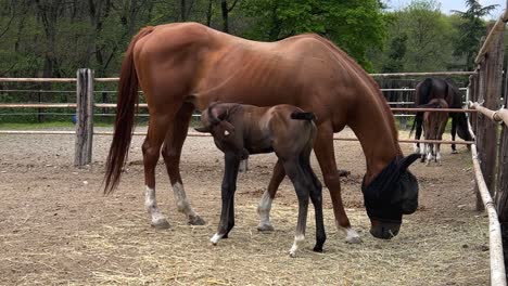 Little-foal-horse-sucking-milk-from-mother-mare-in-ranch